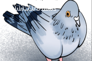 Seongbuk-gu Pigeon Lee Heon-Seo